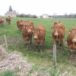 p_Meet_some_of_the_Limousin_inhabitants